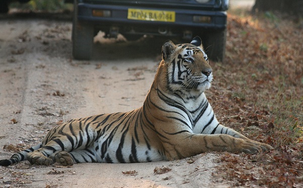 Kanha Ulusal Parkı