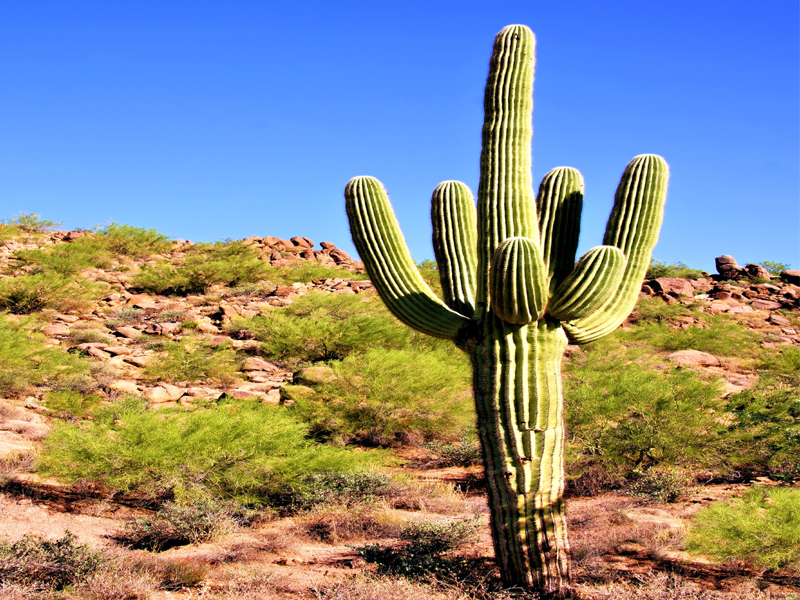 Besin Değerleri ile Saguaro Faydaları (saguaro Kaktüs)