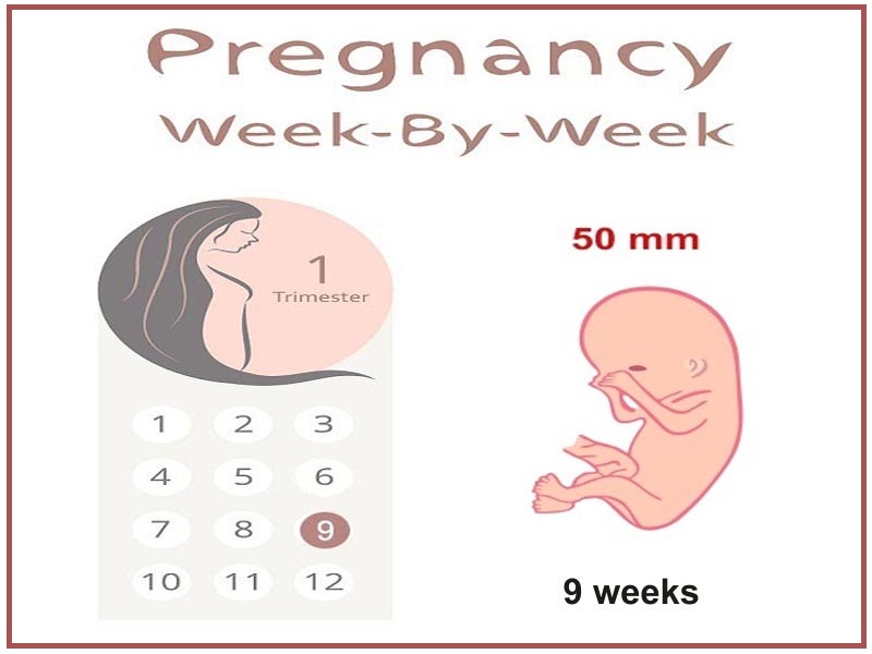 9 nėštumo savaitė