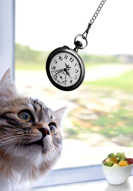 Χάστε βάρος μέσω της ύπνωσης γάτα και ρολόι