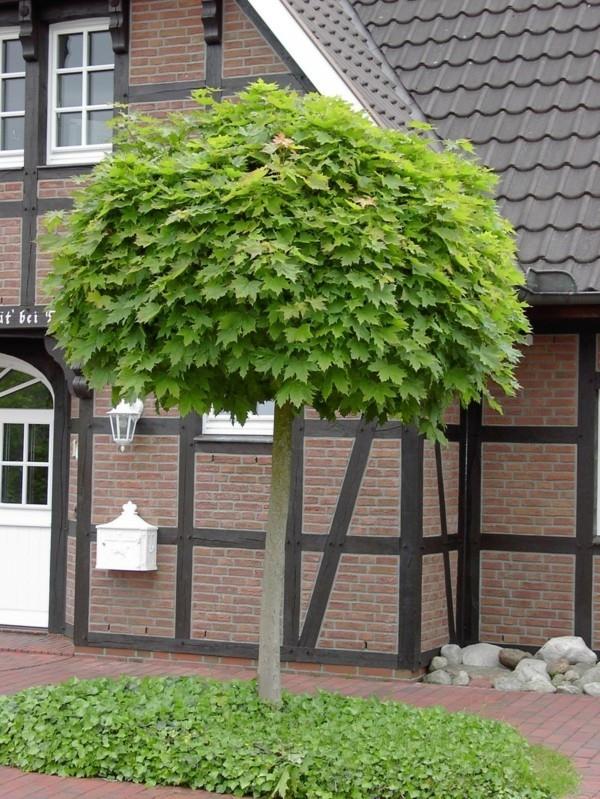 Acer platanoides ‘Globosum’ σπιτικό σφενδάμι σπιτιού