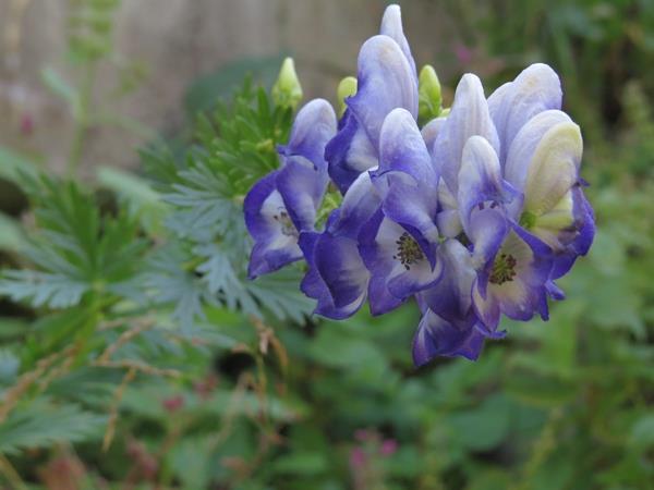 Aconite monkshood φθινοπωρινά φυτά ανθεκτικά φυτά κήπου