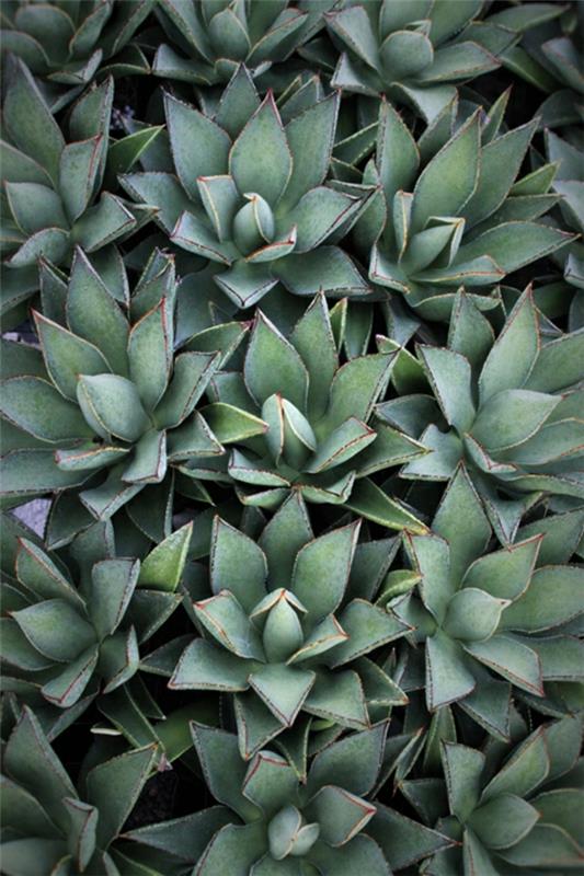 Χυμώδης κήπος Agave Aristocrat