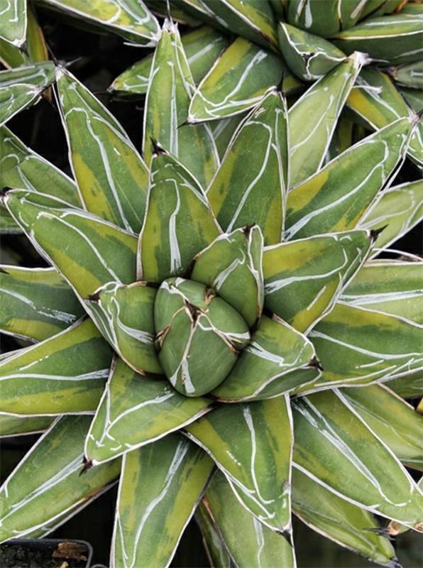 ιδέες Agave victoriae reginae Tora Fu