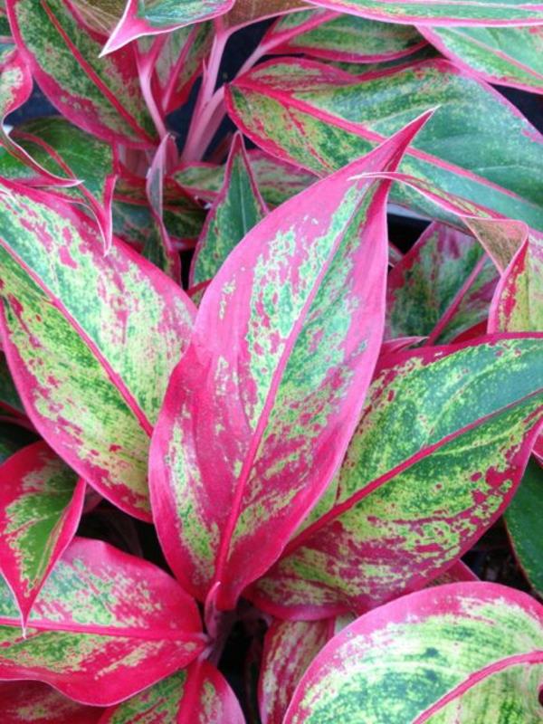 Φυτά εσωτερικού χώρου Aglaonema Firecracker για σκοτεινά δωμάτια