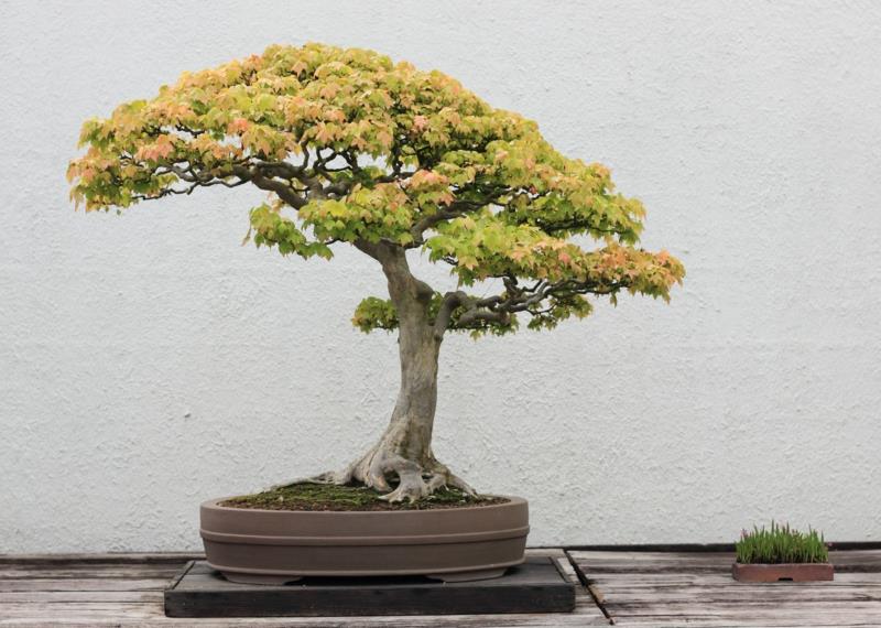 Maple Bonsai Care Bonsai Ιδέες κήπου