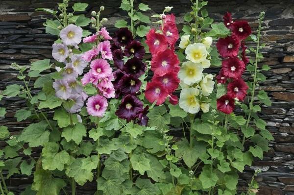 Βοσκοτόπος μελισσών Alcea rosea hollyhock