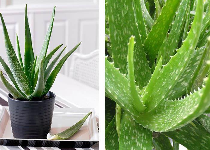 Φυτό εσωτερικού χώρου Aloe Vera