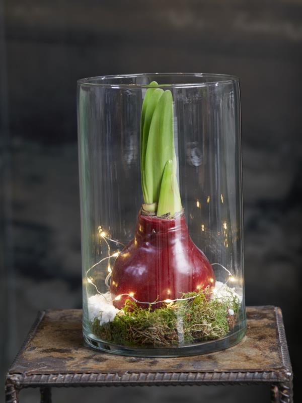 Amaryllis σε ένα βάζο Amaryllis λάμπες συμβουλές