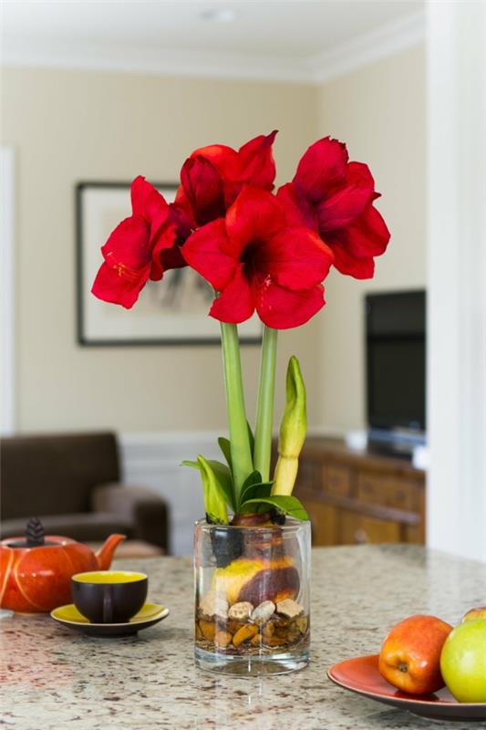 Amaryllis σε ένα ποτήρι λουλούδια κόκκινο σπίτι φυτεύει βολβούς amaryllis