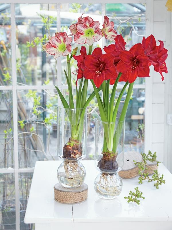 Amaryllis in a jar Συμβουλές φροντίδας για το φως Τοποθεσία των λαμπτήρων amaryllis