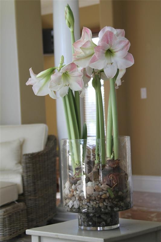 Amaryllis σε βάζο Συμβουλές φροντίδας Διακόσμηση τραπεζιού Βολβοί Amaryllis