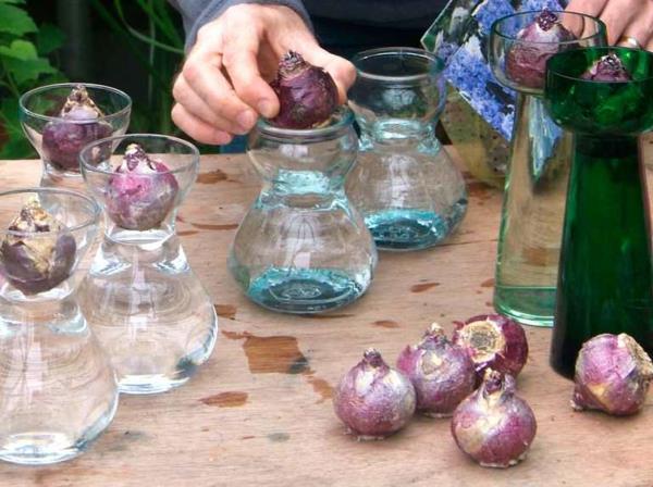 Amaryllis σε βάζο Συμβουλές φροντίδας για φυτά σπιτιού Βολβοί Amaryllis