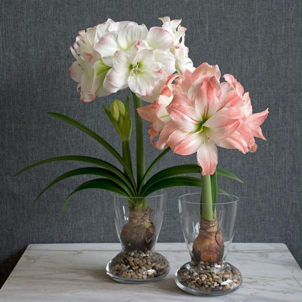 Amaryllis σε ένα βάζο Συμβουλές φροντίδας για ανθισμένα φυτά σπιτιού Βολβοί Amaryllis