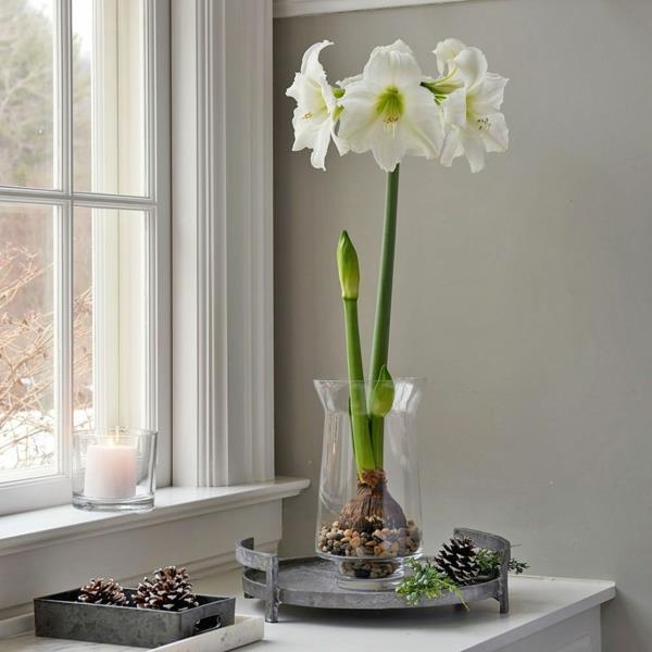 Amaryllis σε ένα βάζο Συμβουλές φροντίδας για ανθισμένα φυτά σπιτιού περβάζι παραθύρου