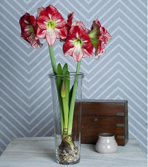 Amaryllis σε ένα βάζο Συμβουλές φροντίδας για ανθισμένα φυτά σπιτιού