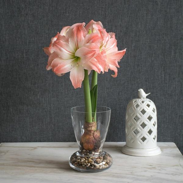Amaryllis σε ένα γυαλί ανθισμένα φυτά σπίτι εύκολο στη φροντίδα
