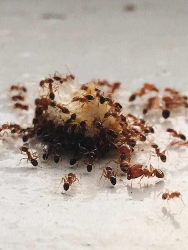 Απομακρύνετε τα μυρμήγκια - έτσι κερδίζετε ψωμί μολυσμένο από μυρμήγκια στον αγώνα ενάντια στην κατάσταση εντόμων