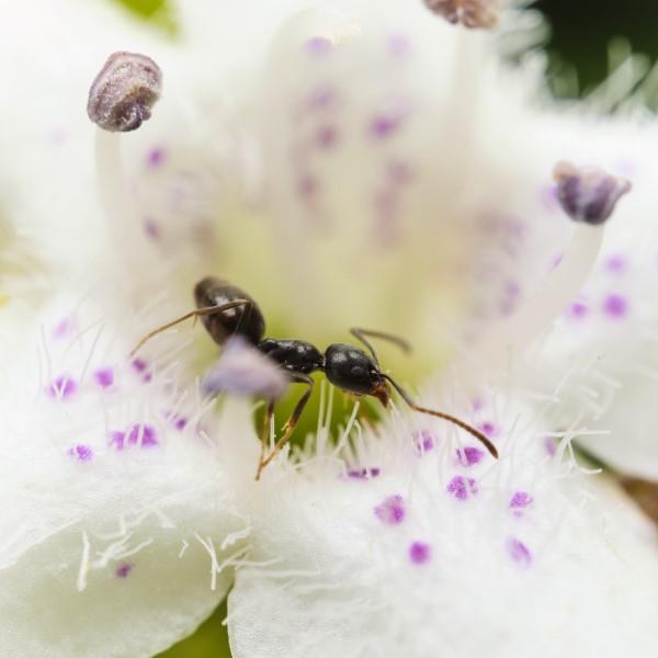 Απομακρύνετε τα μυρμήγκια - έτσι μπορείτε να κερδίσετε έναν επικονιαστή μυρμηγκιών στον κήπο στην καταπολέμηση της κατάστασης των εντόμων