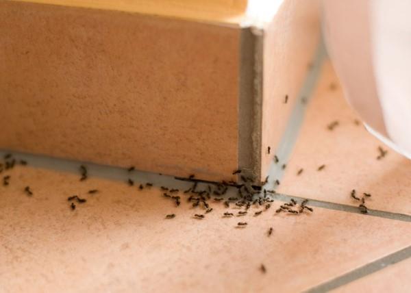 Απομακρύνετε τα μυρμήγκια - έτσι μπορείτε να κερδίσετε τον αγώνα ενάντια στην κατάσταση εντόμων των μυρμηγκιών στην κουζίνα