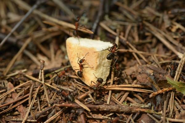Απομακρύνετε τα μυρμήγκια - έτσι κερδίζετε τον αγώνα ενάντια στο σνακ ψωμιού ψίχουλα για έντομα