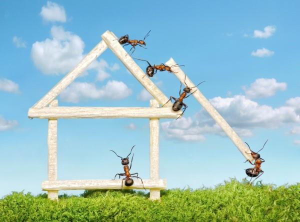 Απομακρύνετε τα μυρμήγκια - έτσι κερδίζετε τον αγώνα ενάντια στα έντομα δημοκρατίας στα μυρμήγκια του σπιτιού