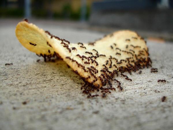 Διώξτε τα μυρμήγκια - έτσι κερδίζετε στον αγώνα ενάντια στην κατάσταση των εντόμων. Τα έντομα τσιμπολογάνε τσιπς
