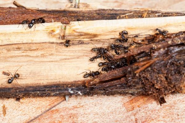 Απομακρύνετε τα μυρμήγκια - έτσι κερδίζετε στον αγώνα ενάντια στη φθορά των εντόμων των ξύλων μυρμηγκιών ross