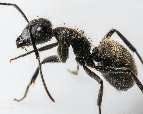 Απομακρύνετε τα μυρμήγκια - έτσι κερδίζετε τον αγώνα ενάντια στο μαύρο μυρμήγκι της κατάστασης εντόμων από κοντά