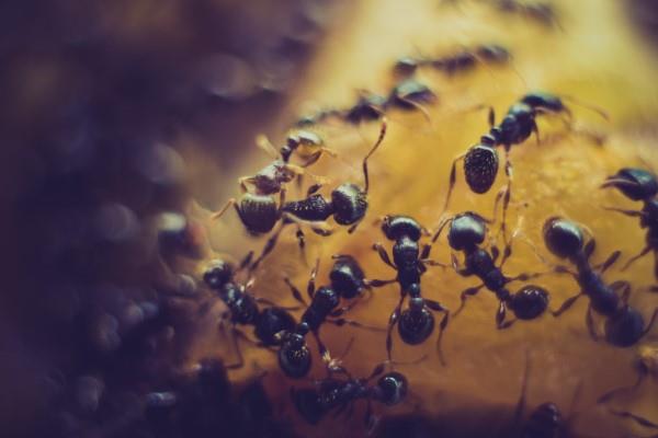 Απομακρύνετε τα μυρμήγκια - έτσι κερδίζετε γλυκά και φρούτα έντομα στον αγώνα ενάντια στην κατάσταση εντόμων
