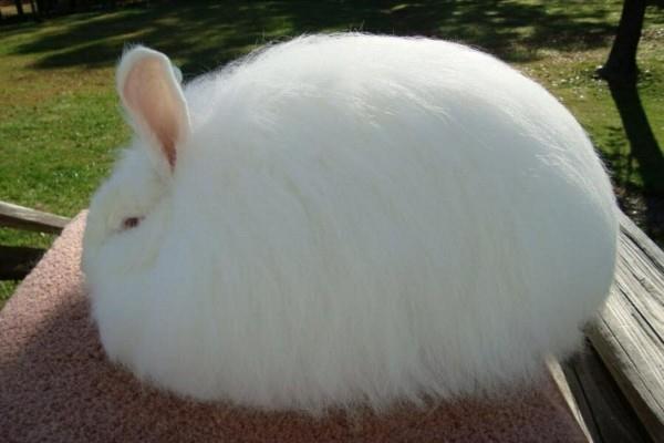 Νήματα από μαλλί Angora Ιδιότητες μαλλιού Angora κουνελιών Angora