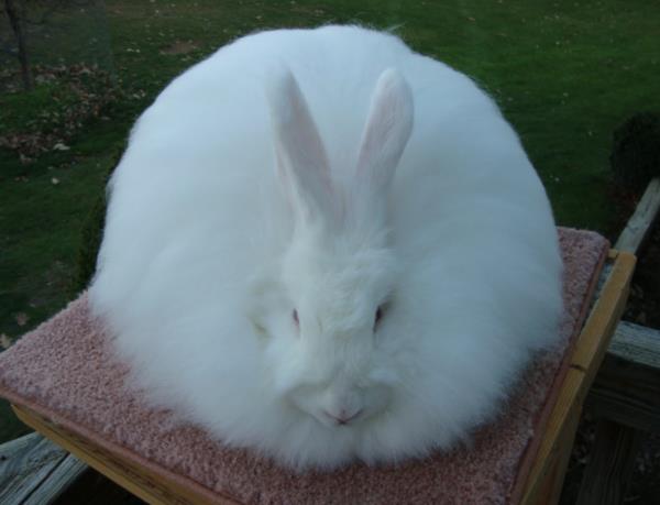 Ιδιότητες νήματος μαλλιού Angora κουνελιών angora