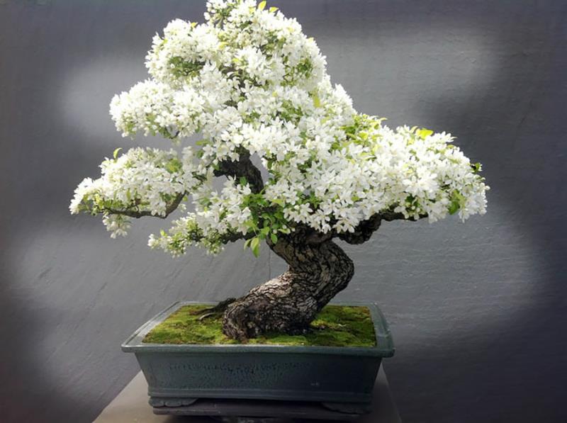 Apple Bonsai Tree Buy Bonsai Care Far Eastern Culture