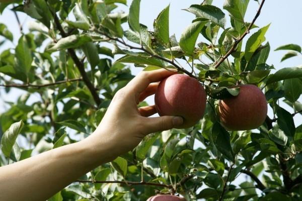 Μήλα Apple υγιεινά - πάρτε με το χέρι