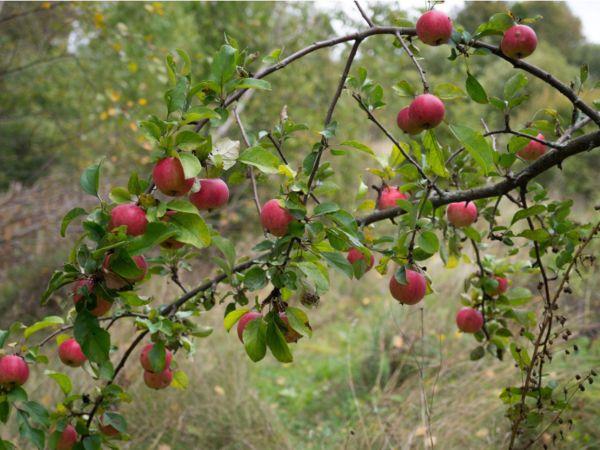 Μηλιά φυτό μηλιά με φρούτα