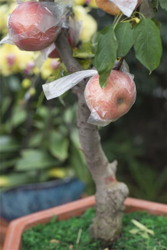 Φύτευση μηλιάς - ιδέες κήπου - υπέροχο μήλο