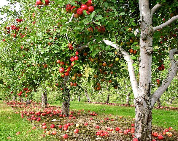 Φυτέψτε μηλιά - όμορφες μηλιές στο δάσος