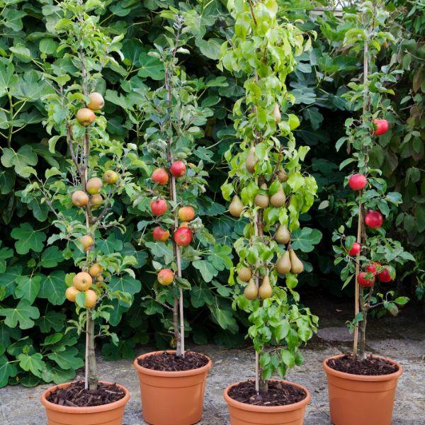 Φύτευση μηλιάς - φυτά διαφορετικού μεγέθους
