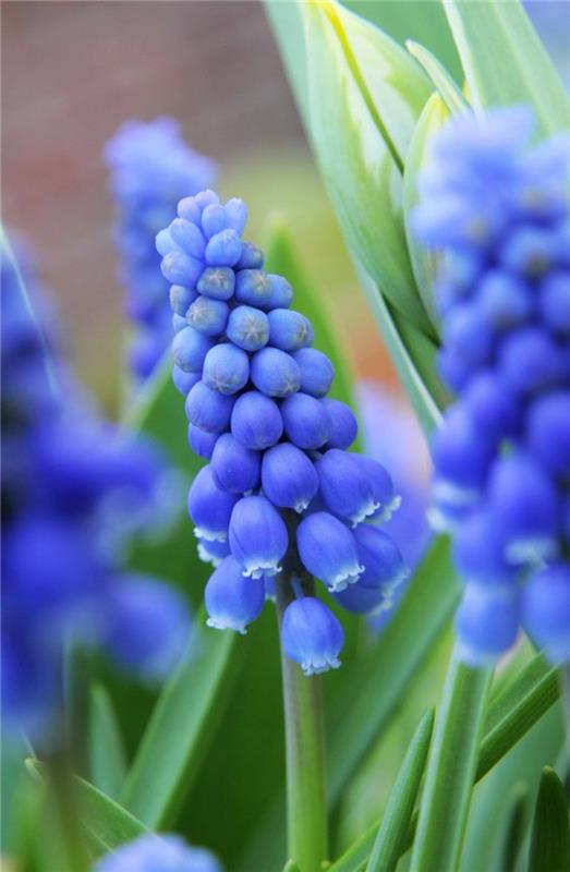 Αρμενικά σταφύλια υάκινθος Muscari armeniacum ανοιξιάτικες εικόνες λουλουδιών