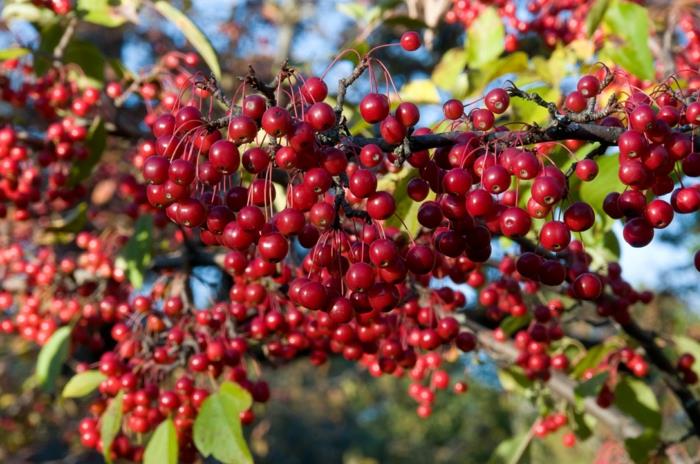 Aronia arbutifolia chokeberry φυτό υγιεινή τροφή