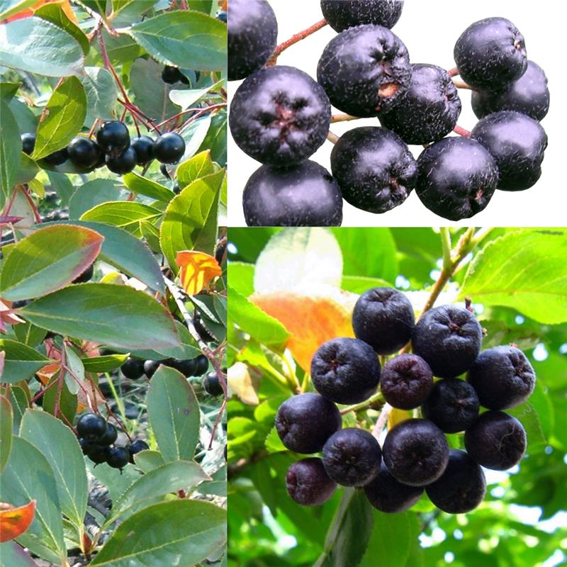 Φυτό Aronia melanocarpa chokeberry