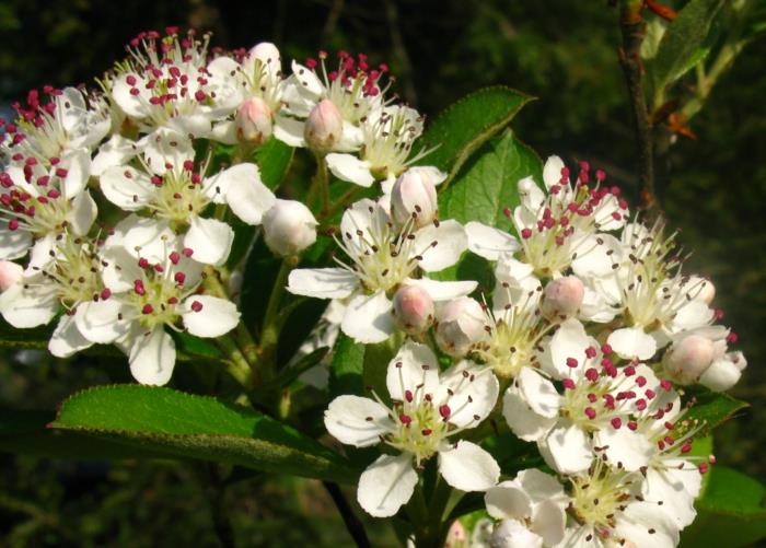Aronia arbutifolia Λουλούδια φυτού Chokeberry