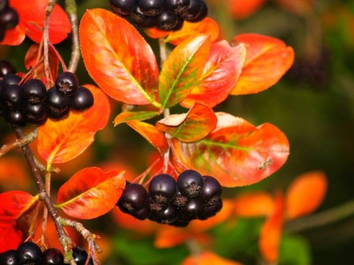 Chokeberry Chokeberry Plant Bushes Κόκκινα φύλλα
