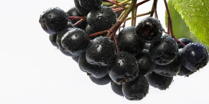 Chokeberry Chokeberry φυτό μαύρο