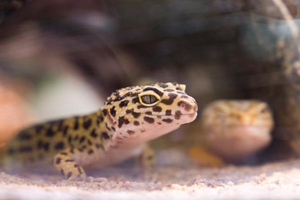Διατήρηση κατάλληλων για είδος γκέκων λεοπάρδαλης - συμβουλές για τη δημιουργία και τη διατήρηση ενός ζευγαριού terrarium gecko στο σπήλαιο