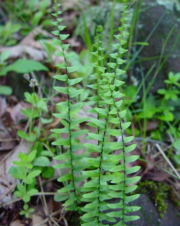 Asplenium αναρρίχηση φυτών εσωτερικού χώρου για σκοτεινά δωμάτια