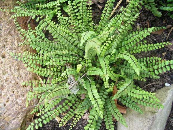 Εξωτικά είδη Asplenium trichomanes