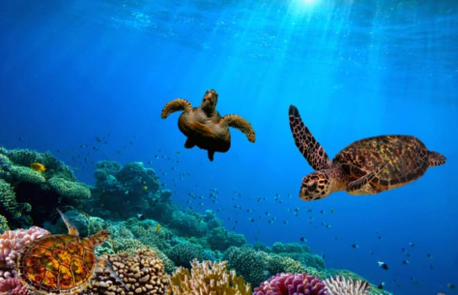 Αυστραλία 7 αξιοθέατα θαλάσσια ζωή Μεγάλες χελώνες Barrier Reef