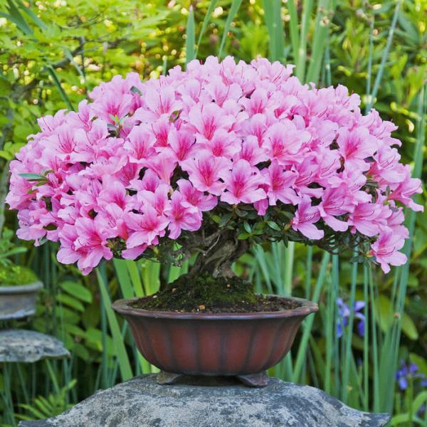Azalea Bonsai σε μια επίπεδη στρογγυλή κατσαρόλα ελκυστικά μοβ λουλούδια που τραβούν τα βλέμματα στον κήπο