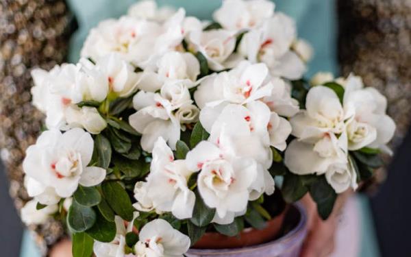 Θάμνος Azalea στον κήπο σε μέρος μερικώς σκιασμένο λευκά λουλούδια